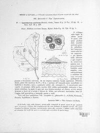 Leptothyrium acerinum image